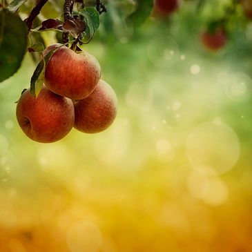 A cluster of ripe apples hanging from a tree branch with a soft, blurred background.