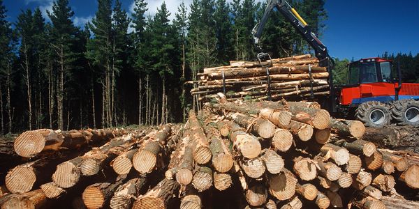 Timber purchases and sales