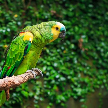 A yellow-headed Amazon parrot