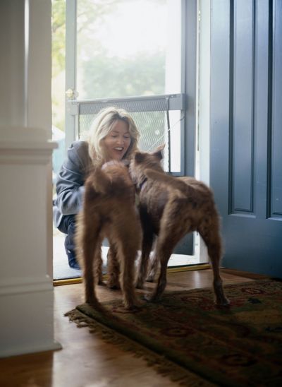 Dog being greeted