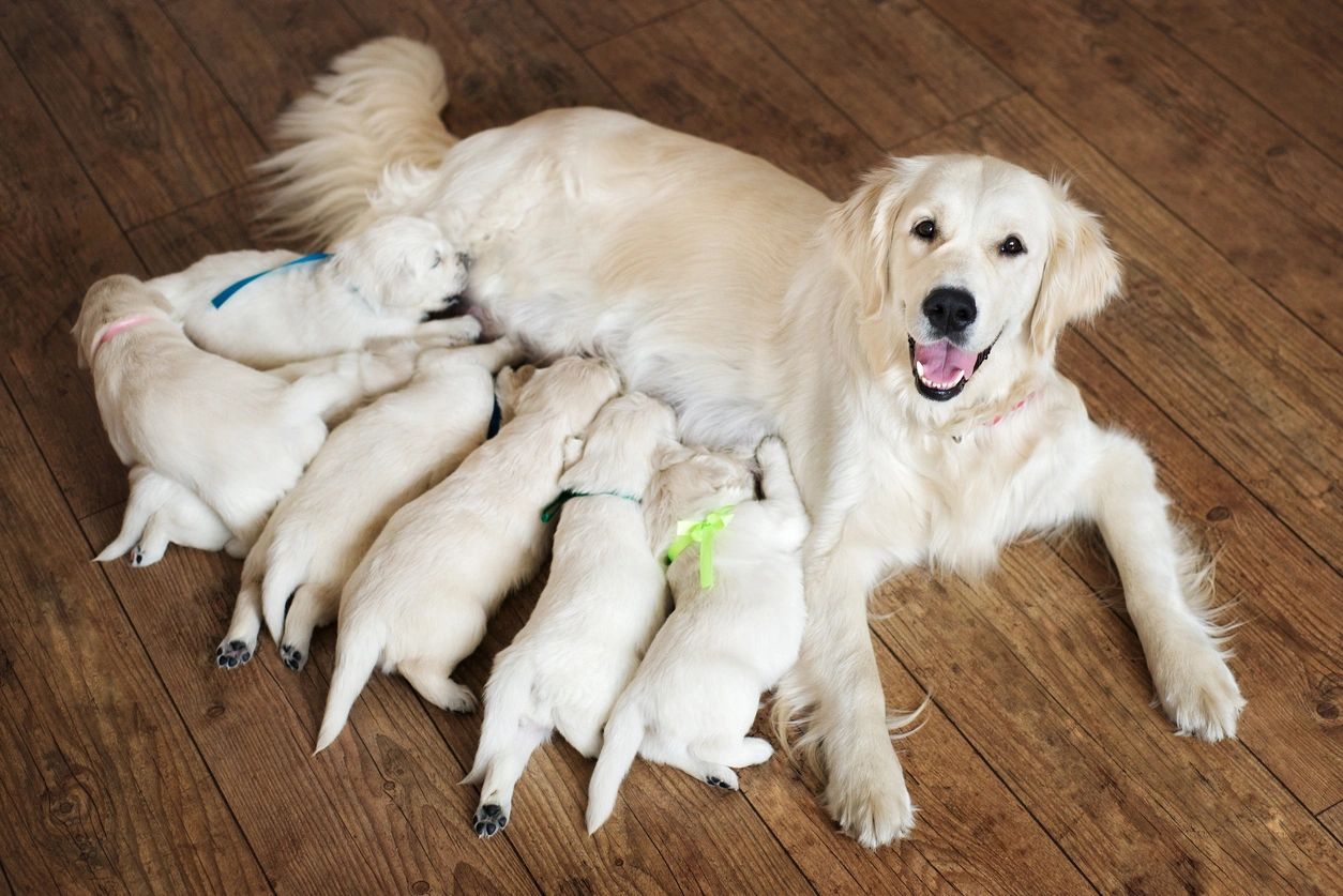 how often should puppies feed off mother