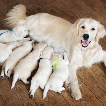 puppies and mother dog happy and healthy