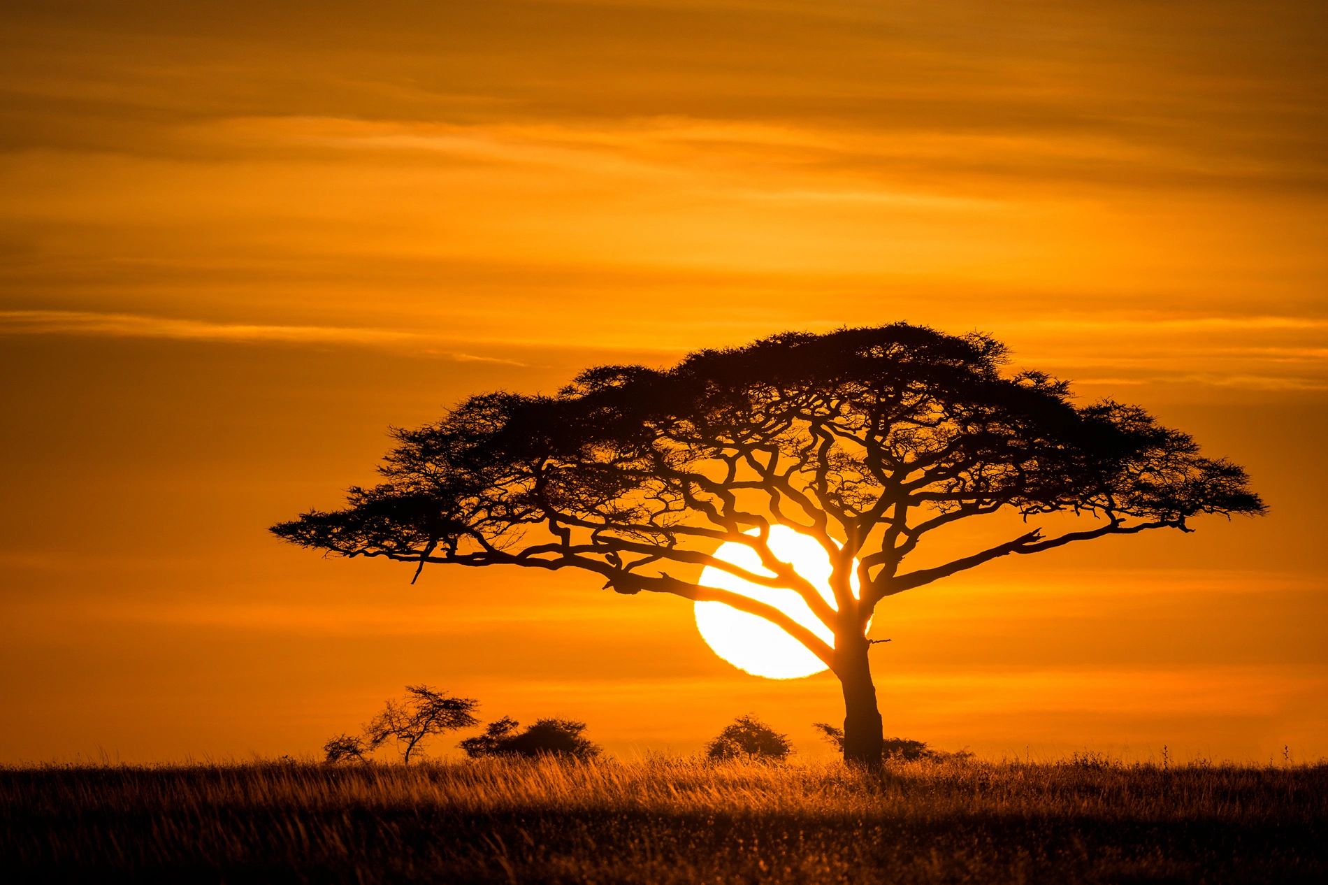 Silhouette of a tree against a golden sunset in the savanna.