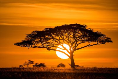 Tree in the plains during sunset image for Lauren S. Petkin family law and mediation