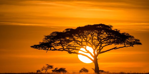 Silhouette of a tree against a vibrant orange sunset.