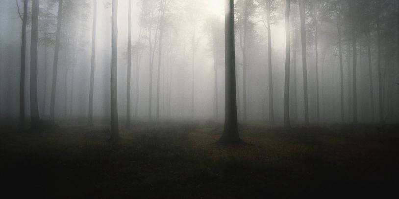 Misty forest with tall, slender trees shrouded in fog.