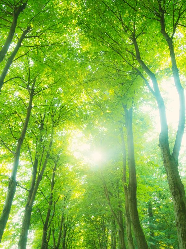 Sunlight filters through tall green trees in a serene forest.