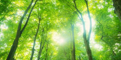 Looking up into the tree canopy with the sun lighting shining through