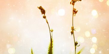 Two slender plants with a dreamy, warm light background.