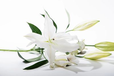 funeral celebrant services
lilies 