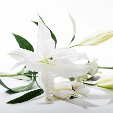 Noosa Heads and Sunshine Coast, Memorial and Scattering of Ashes Funeral Celebrant services 