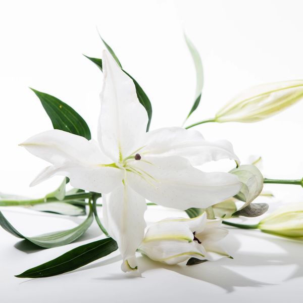 A white lily