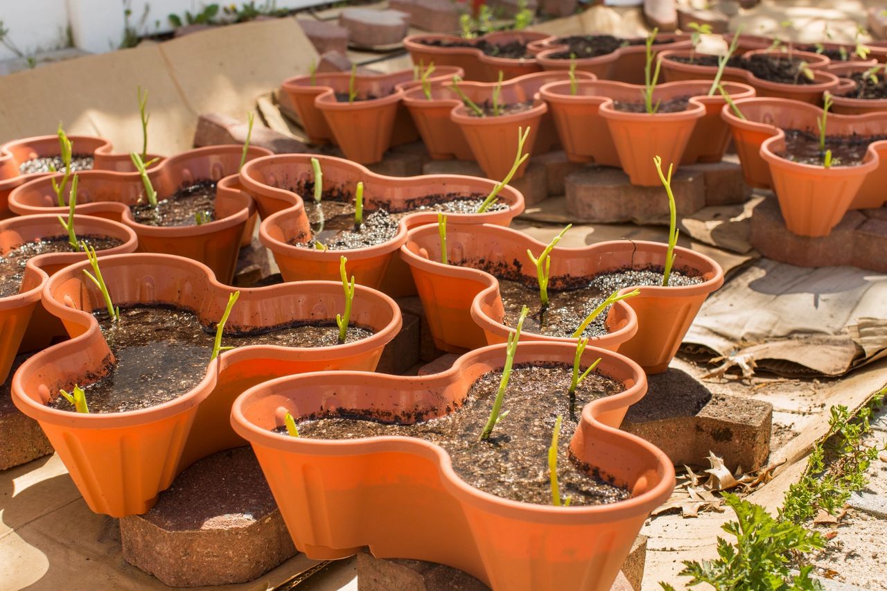 Marijuana Grow Stages