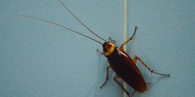 Cockroach on climbing on tile wall 