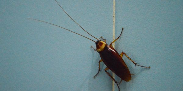 cockroach climbing on tile wall
