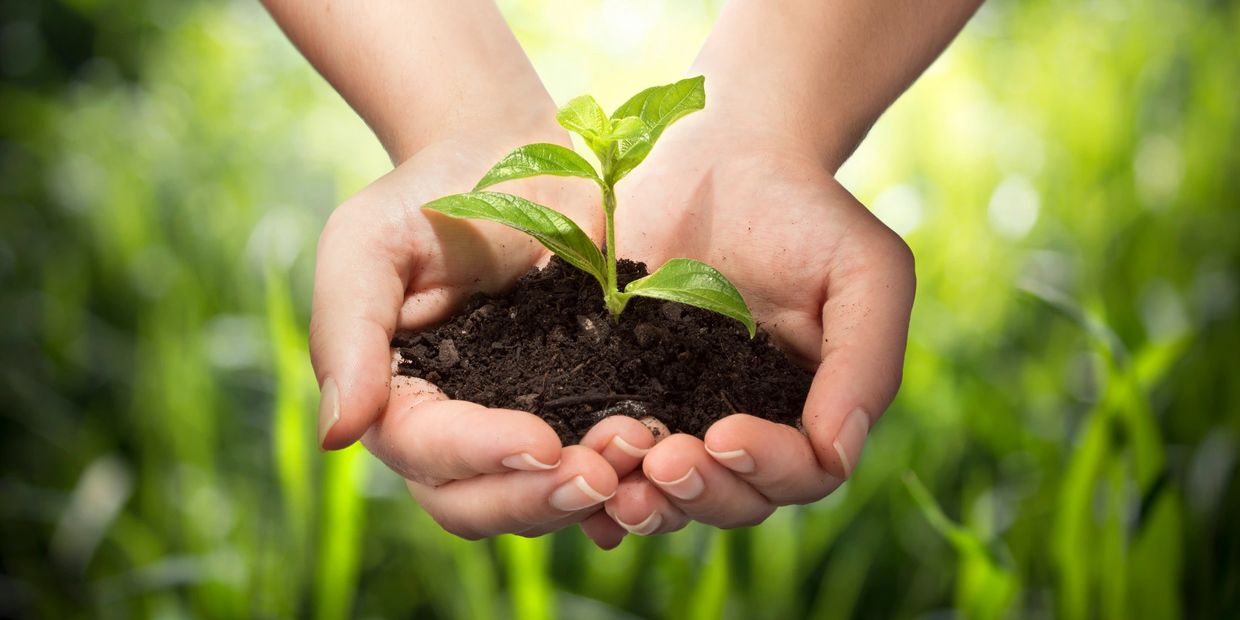Two hands holding seedling in soil