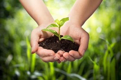 Both hands protecting a seedling. Environmentally Friendly. 