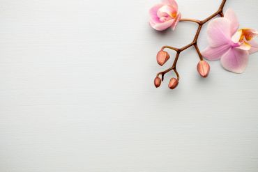 Pink orchid flowers on a white background.