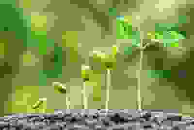 5 plants at different stages of growth, from little to big