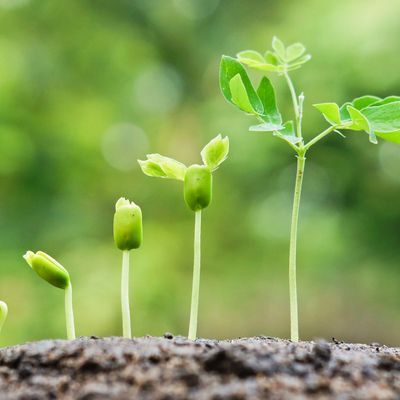 Close-up of young seedlings sprouting from soil in various growth stages.