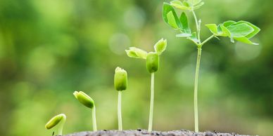 baby plants seeds growing green and soil getting bigger cannabis plants water and grow