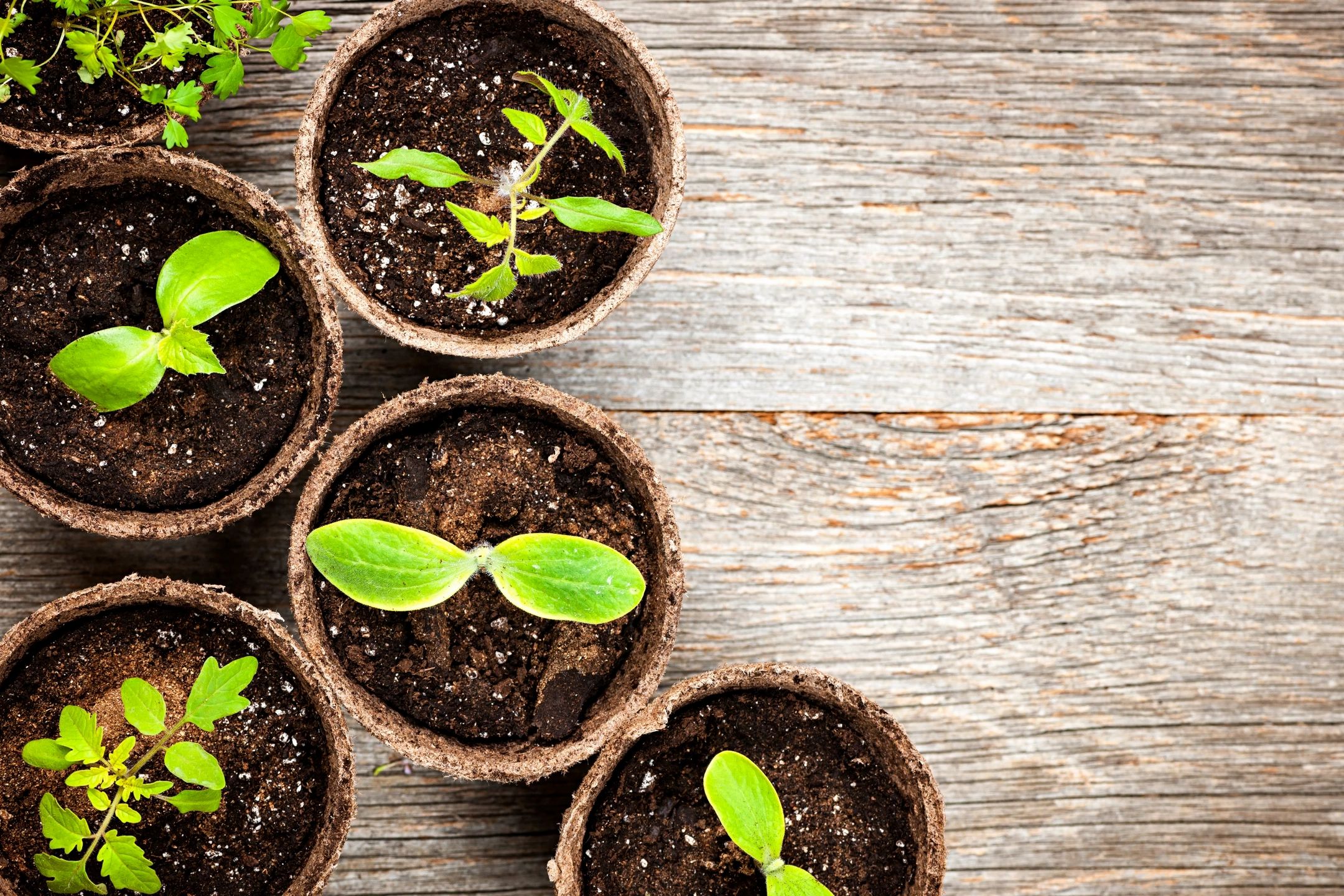 How to Use Soil Amendments-Sphagnum Peat Moss - Organic Gardening