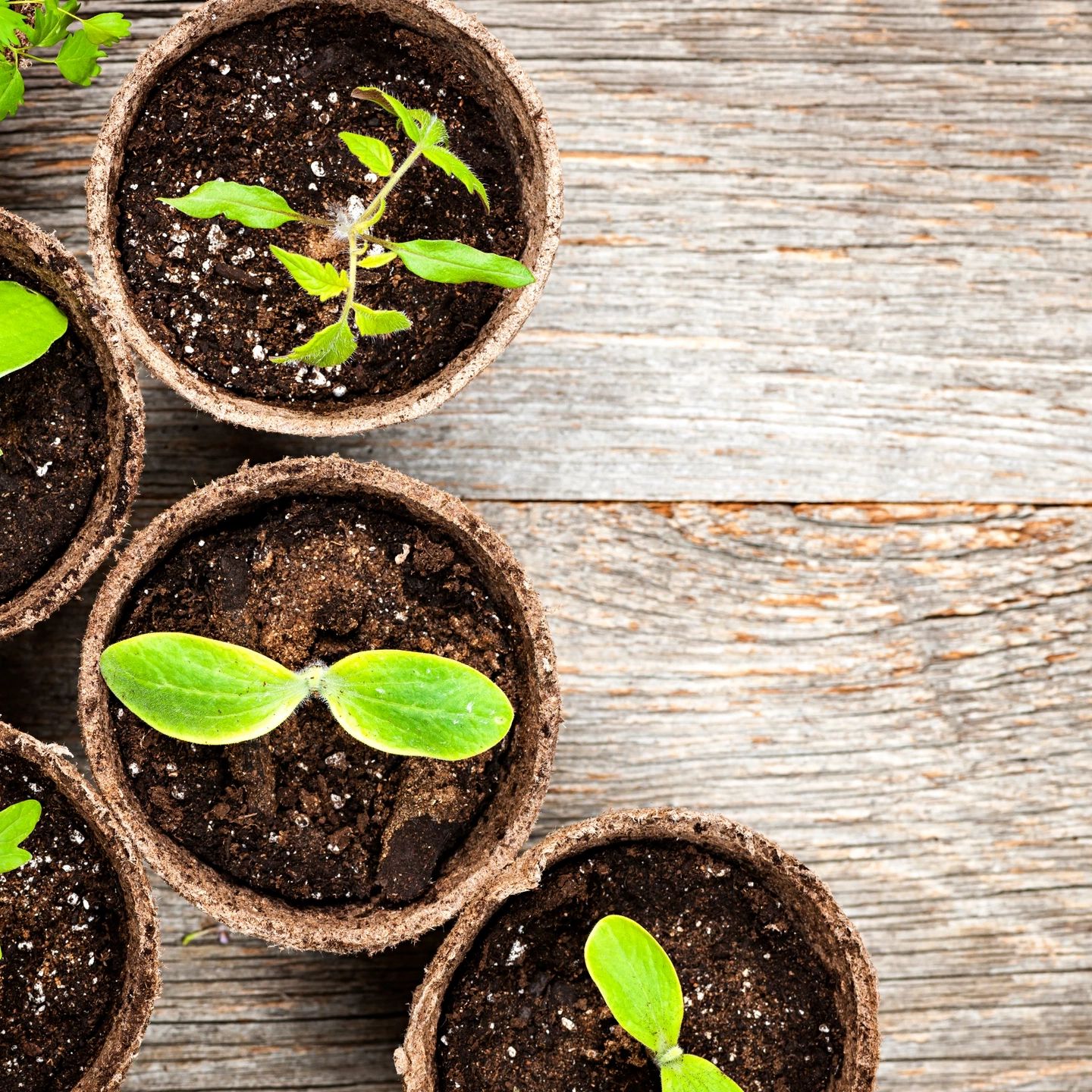 Seedlings growing in Jiffy pots and seed starter soil