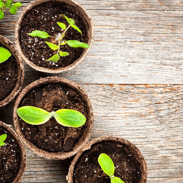 Seedlings sprouting in small pots on a wooden surface.