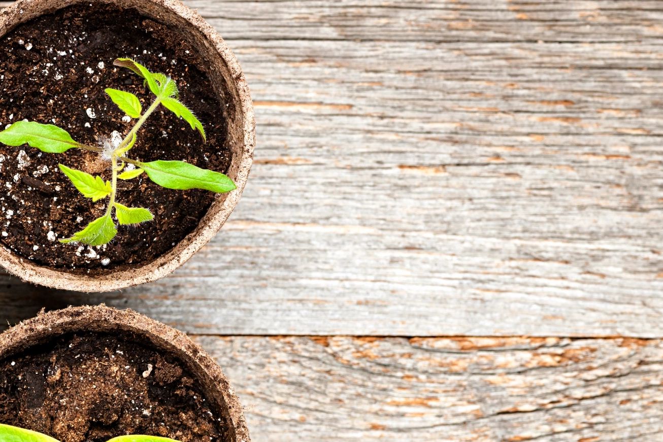 Young plant seedlings growing in biodegradable pots on wooden surface.