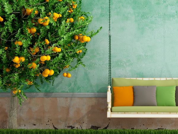 A cozy swing with colorful cushions next to a lush orange tree indoors.