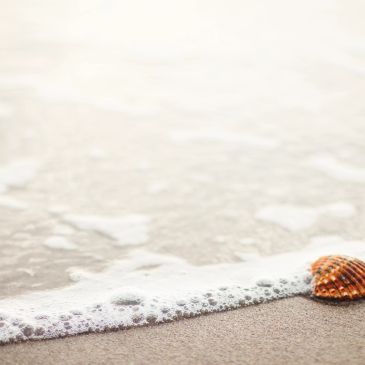 A shell on a beach with waves.