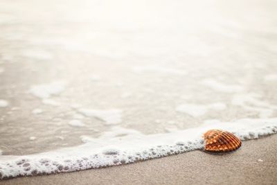 Seashore and beach