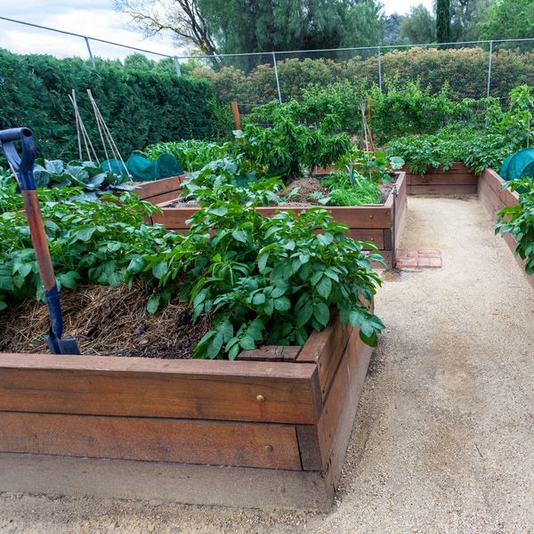 Raised garden beds with lush green plants and a shovel in a backyard.