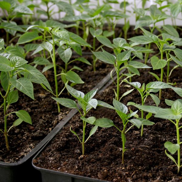 Young green seedlings growing in trays filled with soil indoors.