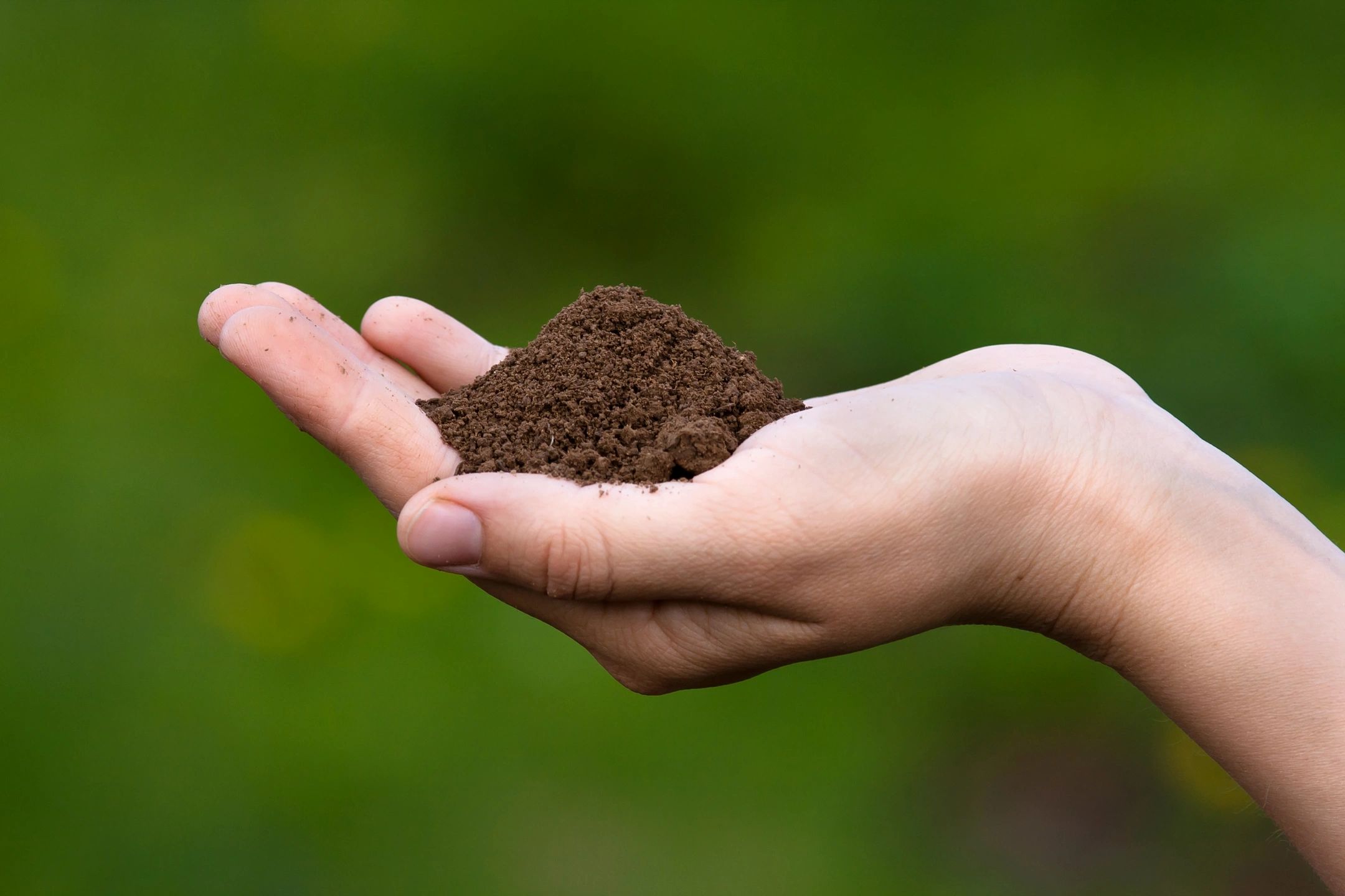 a hand holding soil 