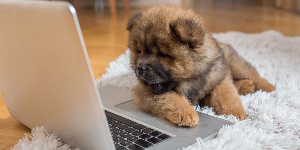 Paws and Plan