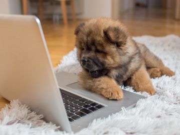 Chow puppy looking a computer screen