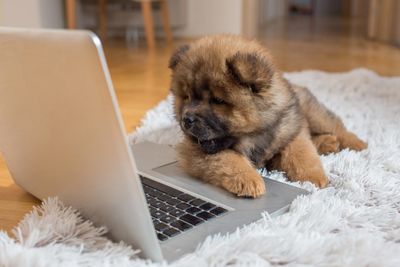 Puppy looking at laptop