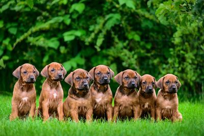 Cute puppies lined up for their photo. Ready for training! 
