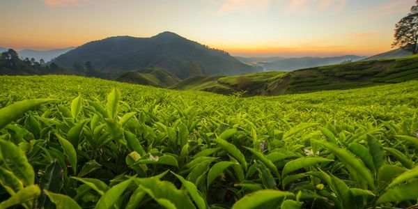 Tea estate