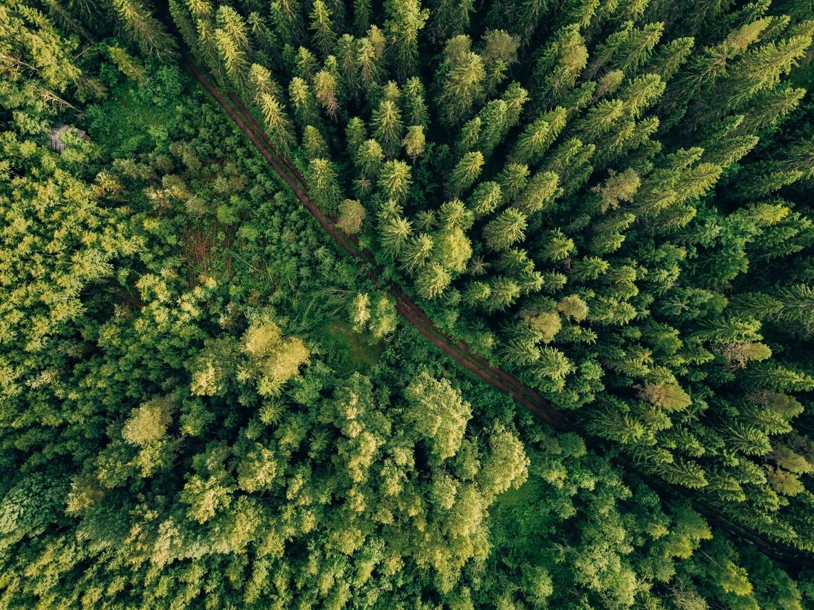 An aerial view of a bright green forest with a trail running through it. 