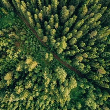 A forest with a straight road