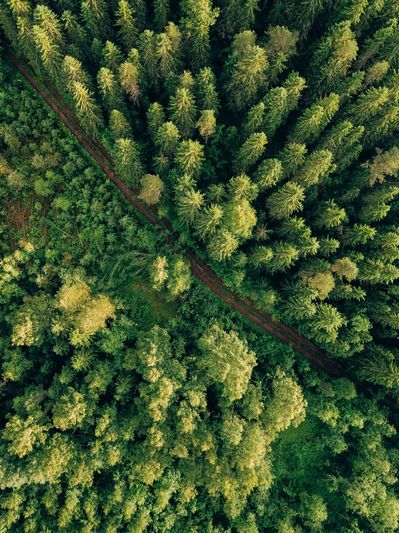 Overhead view of a forest with a dirt road