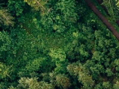 A dense green forest with a variety of trees.