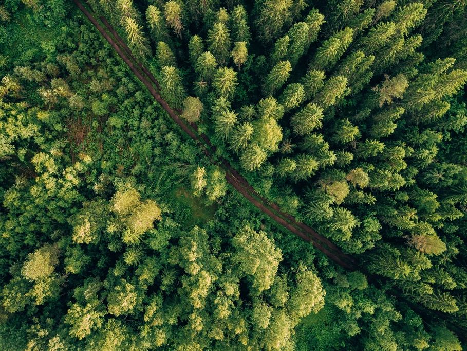 Aerial view of a forest with a visible pathway.