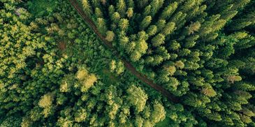 Aerial view of a dense green forest with a narrow path cutting through.