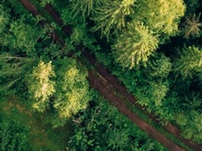 A narrow dirt path cutting through dense green forest from above.
