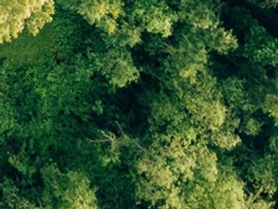 Dense green forest canopy with various shades of foliage.