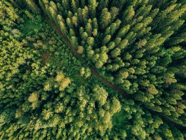 Aerial view of a dense forest with a narrow path.