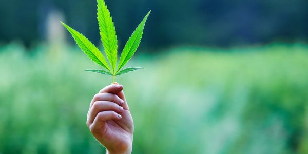 Educating IL medical cannabis patients about cannabis plants
